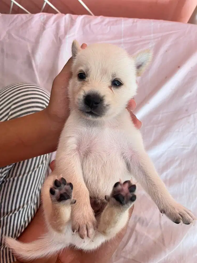 Jual anak anjing mix mini pom