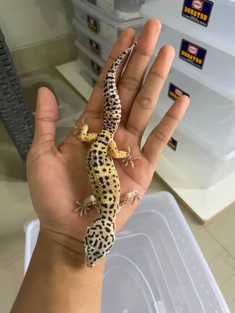 Gecko lucu male