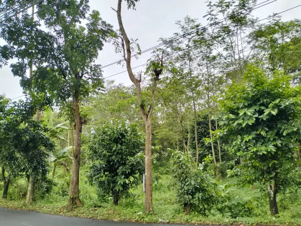 Dijual tanah pertanian