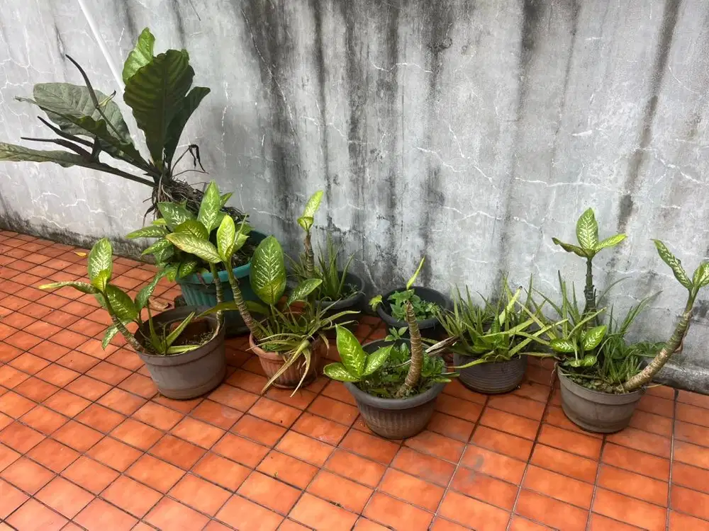 berbagai macam tanaman dan pot baru