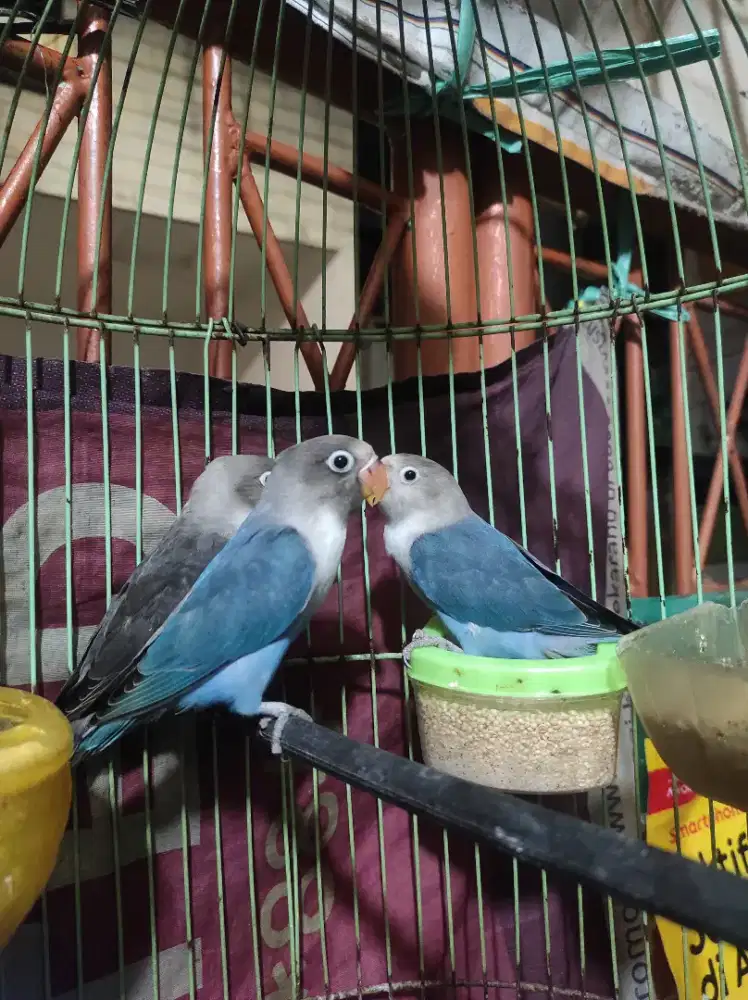 LOVEBIRD PAUD 3 BULANAN
