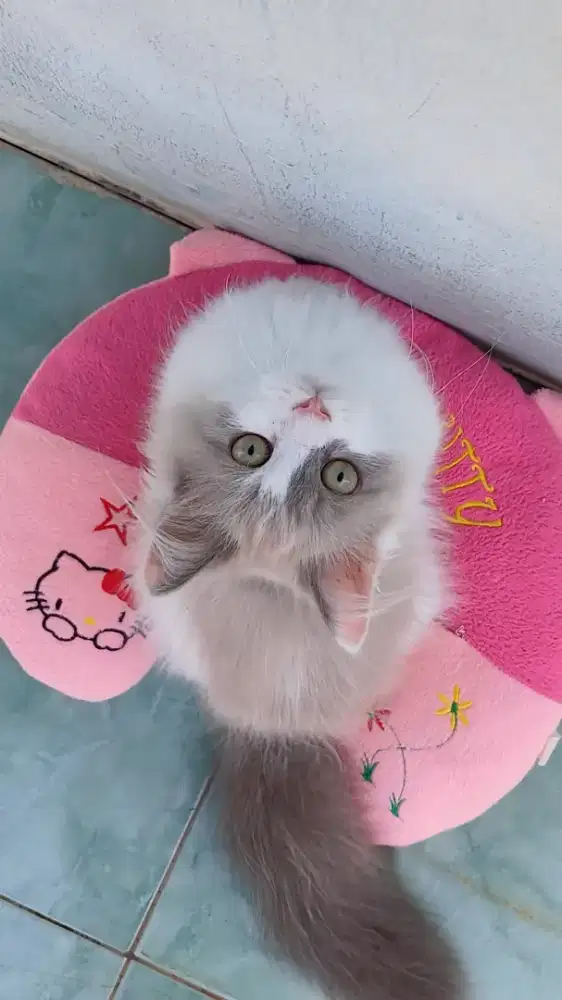 Ragdoll blue mink van bicolor