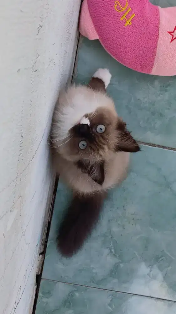 Seal mink mitted ragdoll