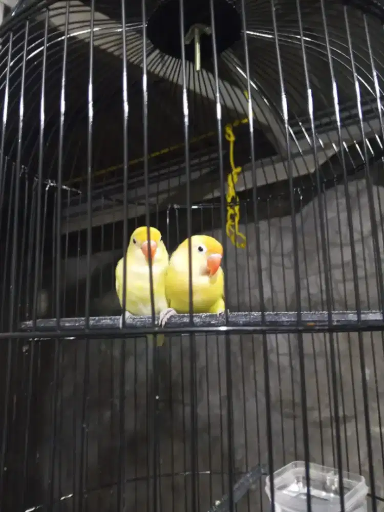 LB Creamino kotor Mata Hitam