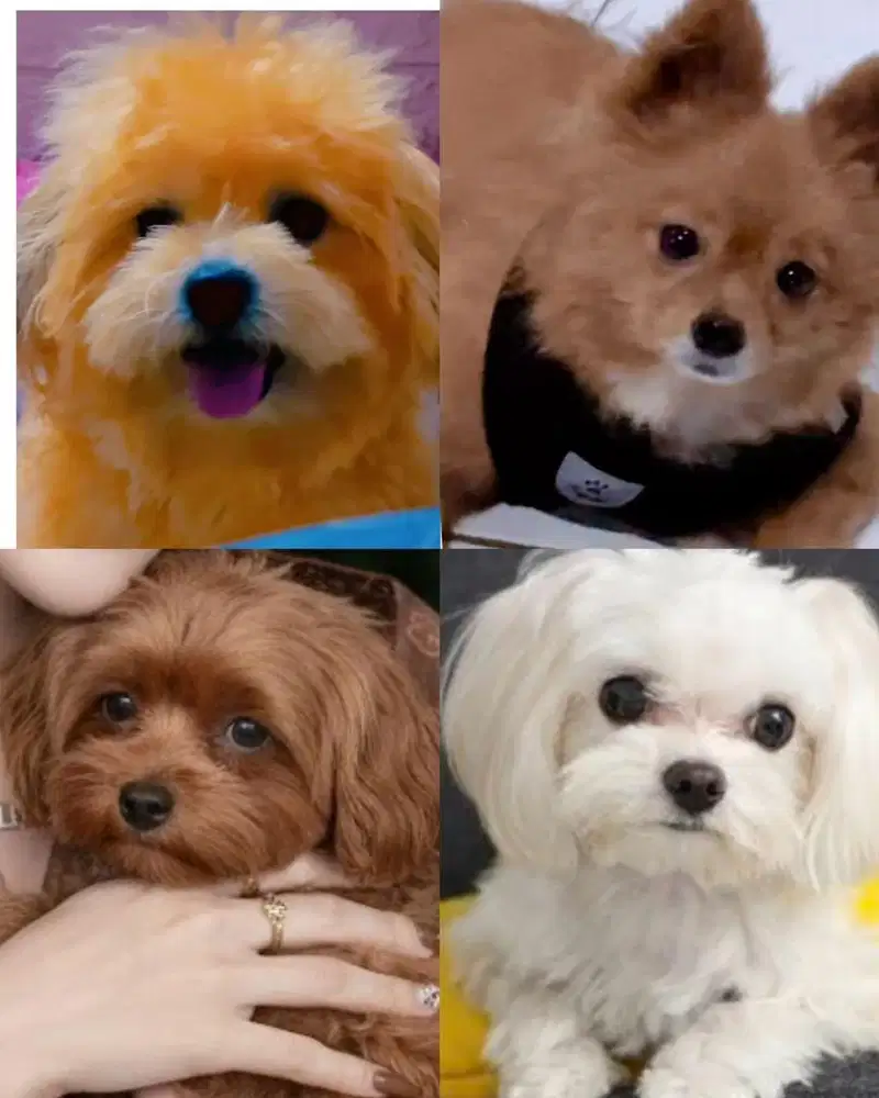 Shitzu open adop 2 ekor jantan