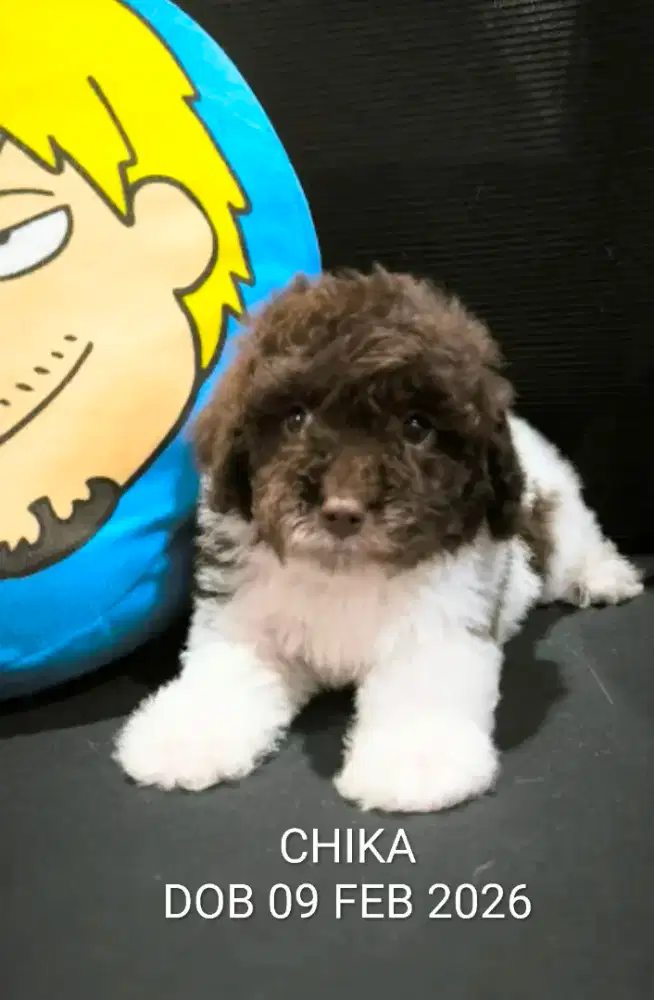 Poodle puppy harga miring