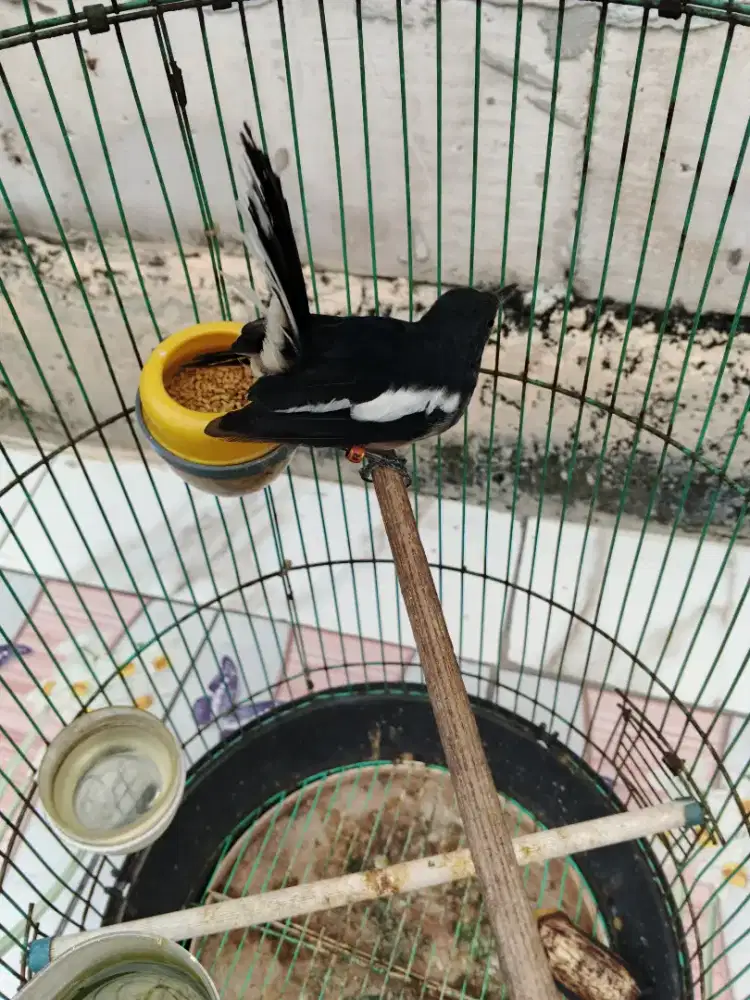 Kacer daput betina siap ternak