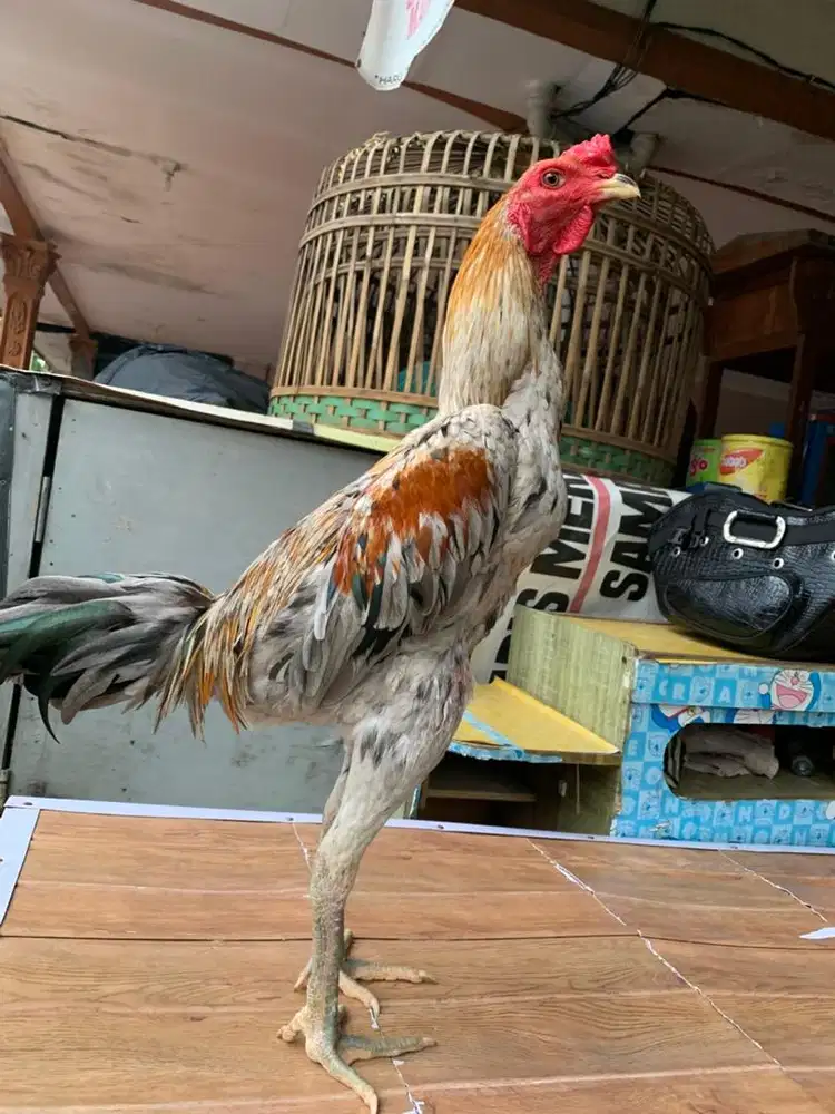 Ayam bangkok x mangon