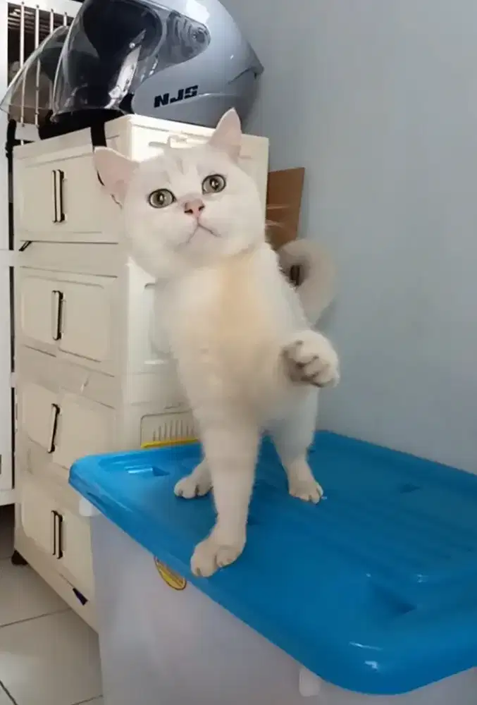 BRITISH SHORTHAIR/BSH SILVER