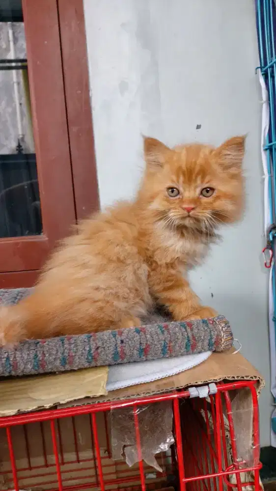 Kucing persia betina