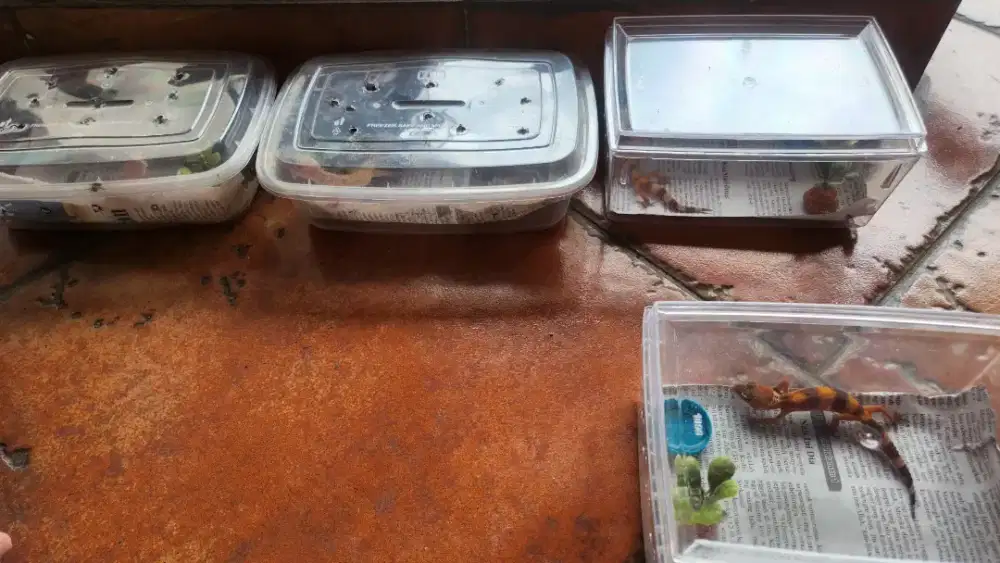 Gecko 4 ekor masih kecil
