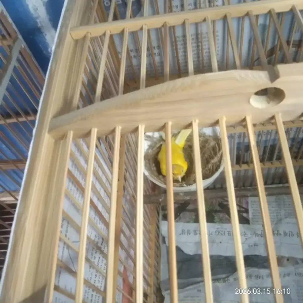 Kenari betina kuning stabilo.