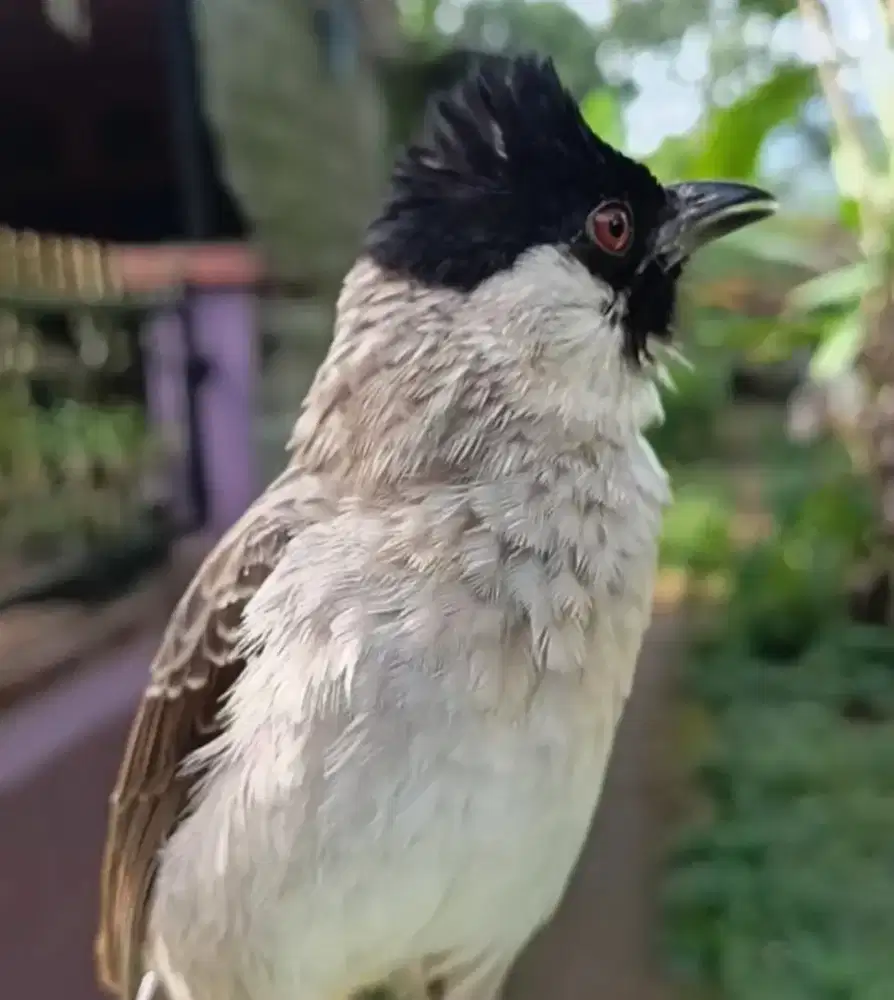 Kutilang jinak total