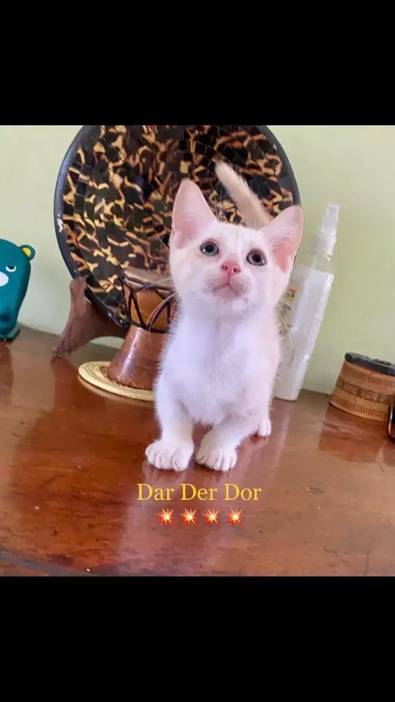 Kucing munchkin jantan