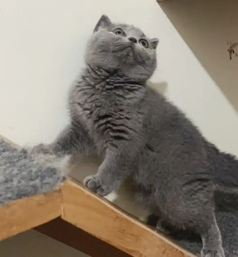 BSH Blue Betina Line Ped Wcf