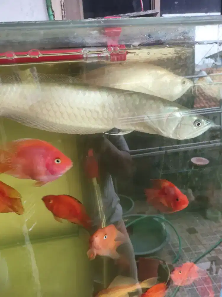 Arwana silver red dan silver albino 40cm up