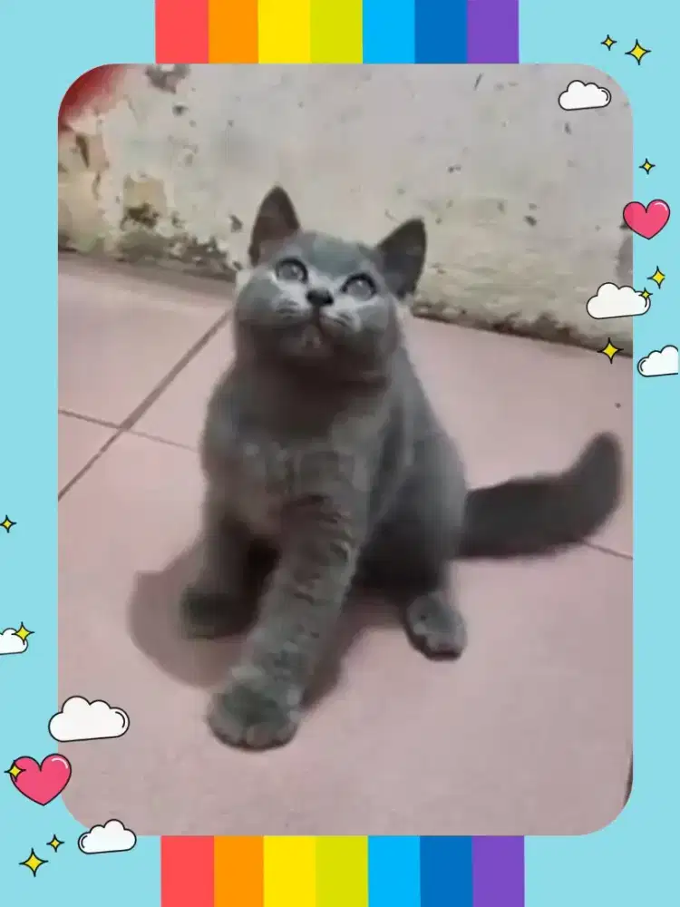 BSH Blue Jantan Line Ped Ica