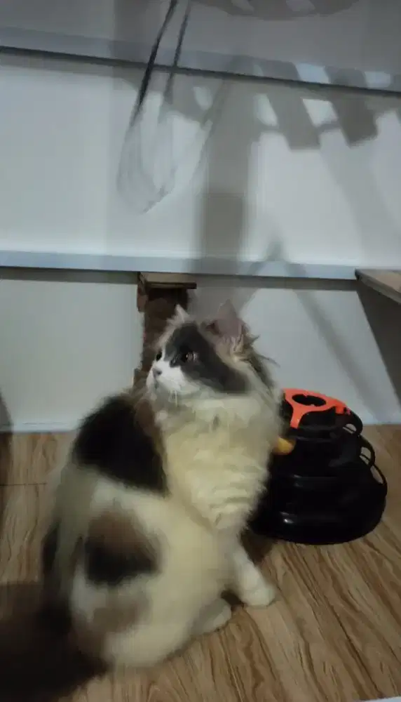 Kucing persia longhair