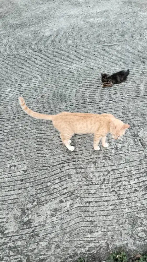 Kucing kampung gratis