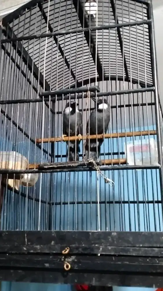 Poksay Hongkong sepasang produk