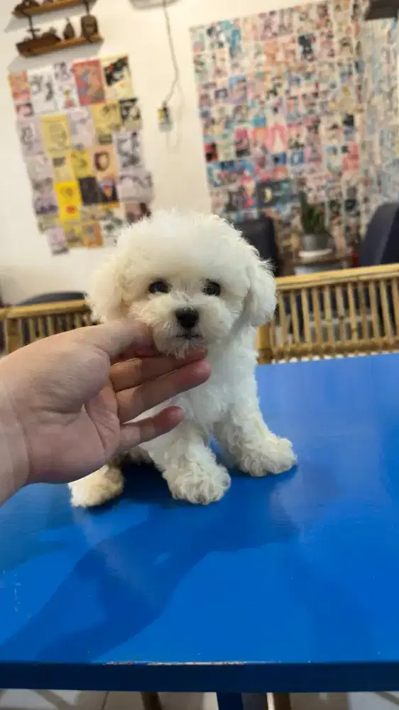 Mini Bichon betina