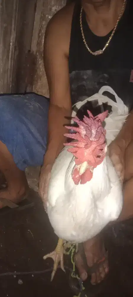 ayam jago dengan mahkota/jenger 4 baris