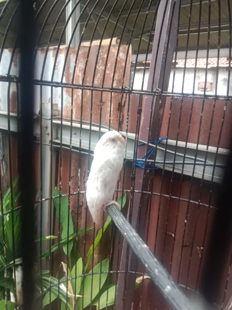 Burung parkit albino mata merah