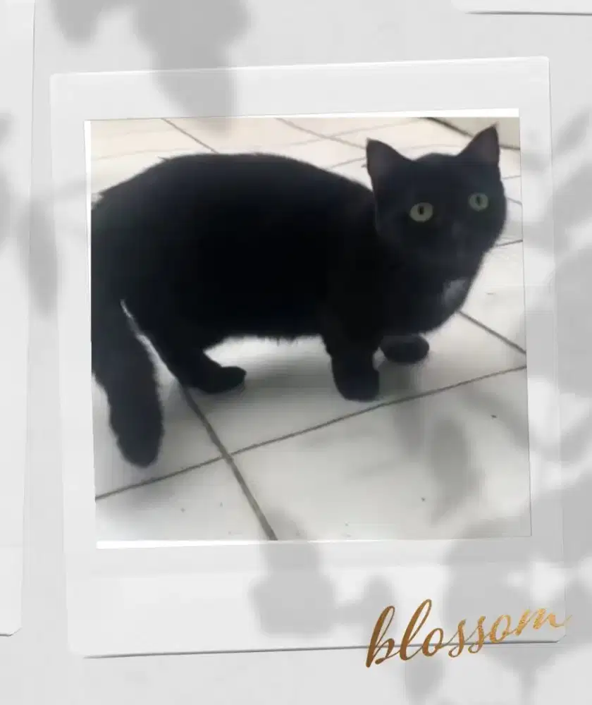 Munchkin BSH Black Solid Betina