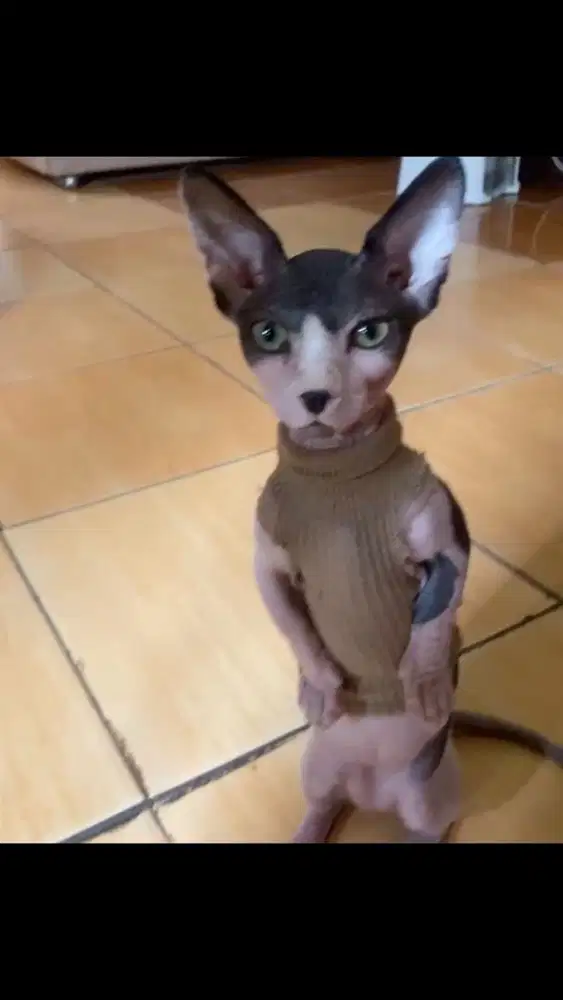 Jasa pacak kucing sphynx bambino hairless