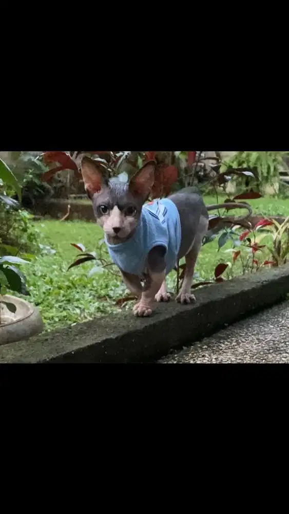 Jasa pacak kucing sphynx bambino hairless