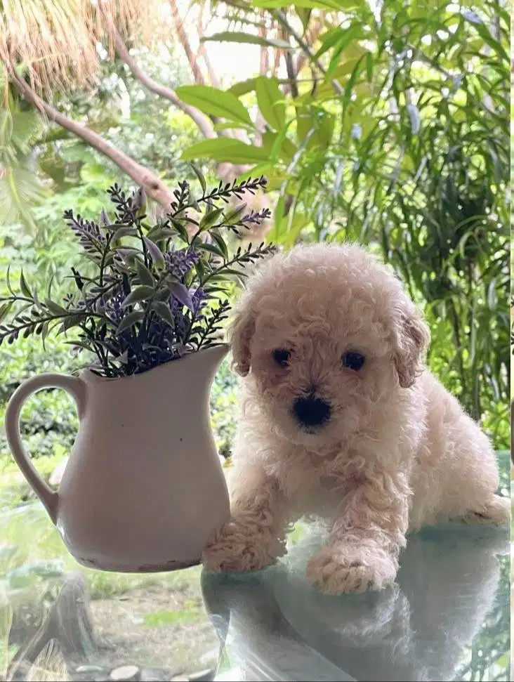 Toy Poodle Surabaya Jantan Apricot