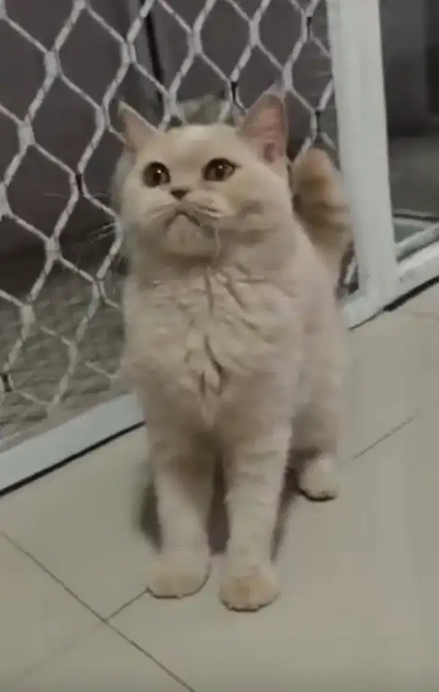 BSH Fawn Betina Line BSH Cinnamon Import