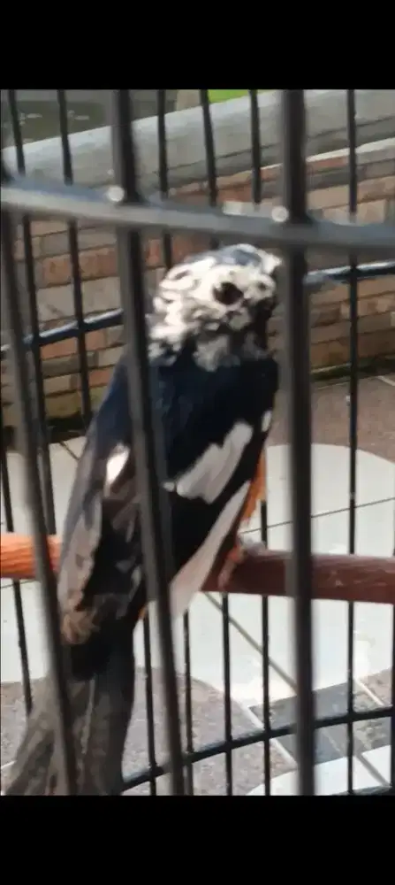 Murai jantan blorok extreme