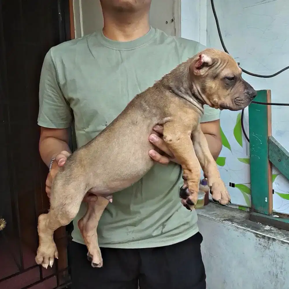 Amerikan Pitbull puppy