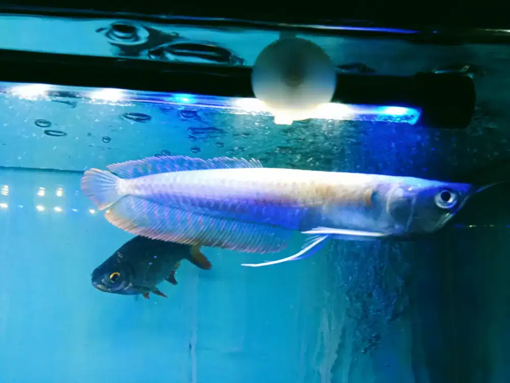 Arwana silver lokasi sawangan