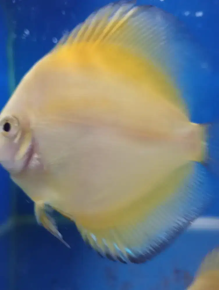 IKAN DISCUS GOLDEN YELOW