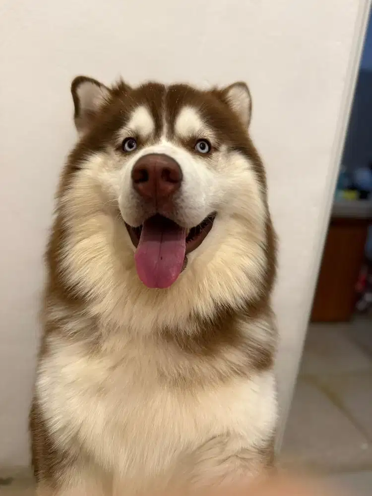 Anjing husky jantan usia 1 tahun