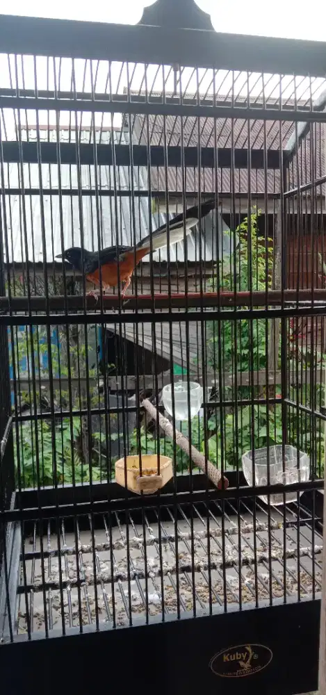 Burung murai borneo muda