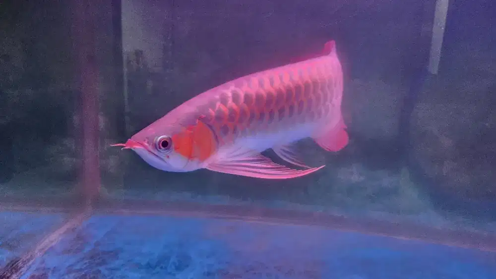 Arwana arowana super red 45 cm