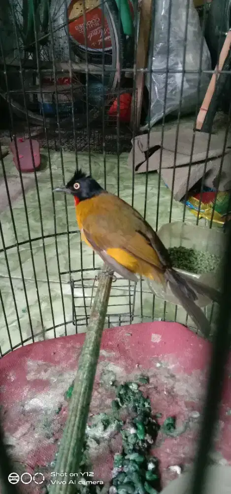 jual burung kutilang mas mata kuning jantan udh makan pur total bunyi