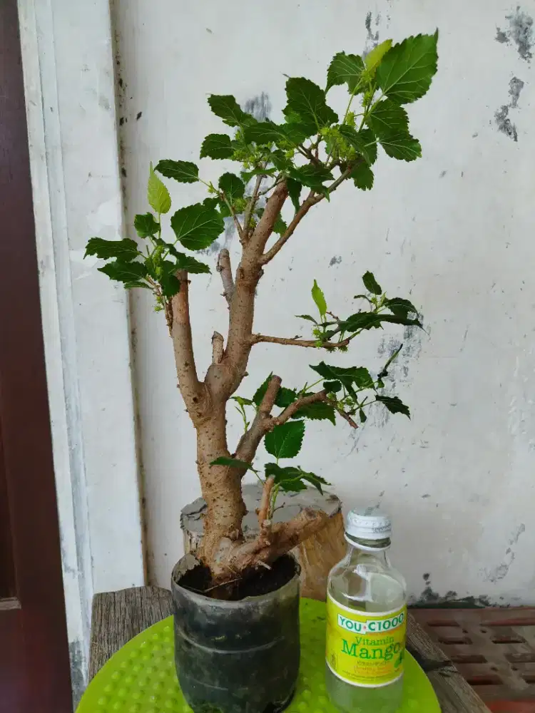 Bonsai Murbei Sudah Berbuah