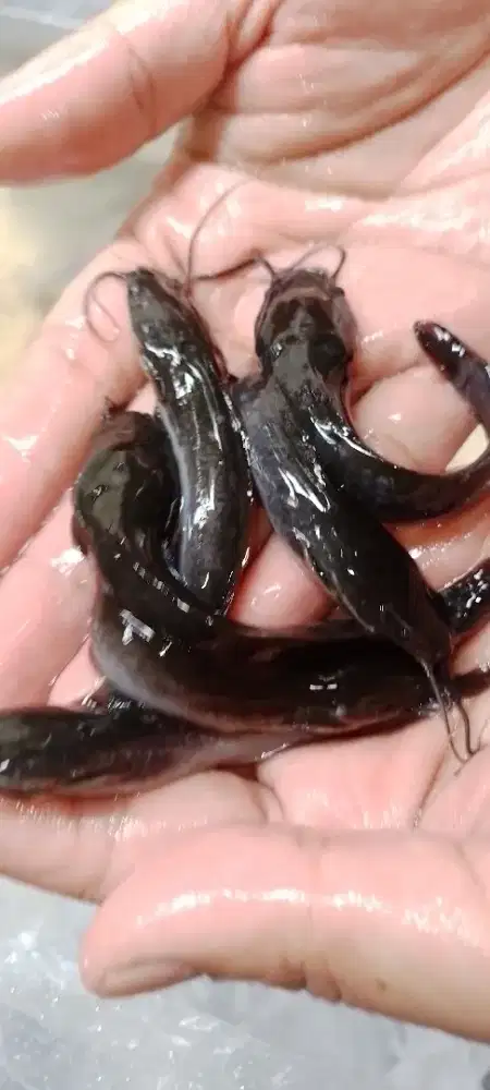 Lele 6-7 cm bibit unggul berkualitas in syaa Allah