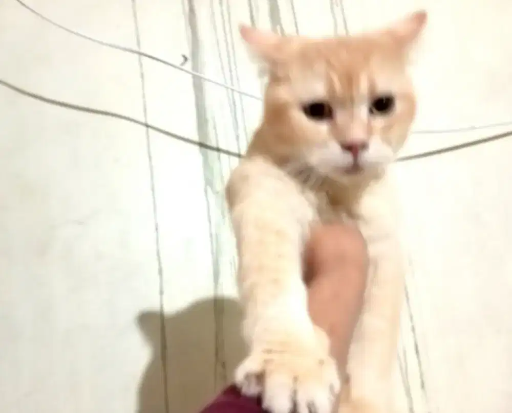 Bsh golden jantan usia 14 bulan