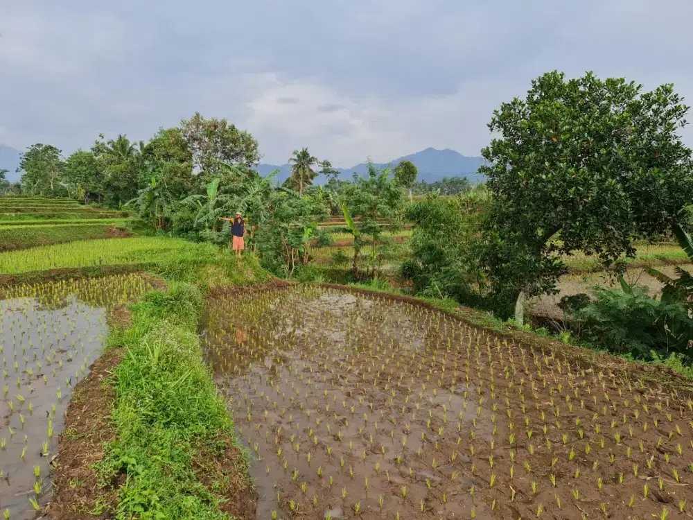 Dijual murah Sawah Produktif