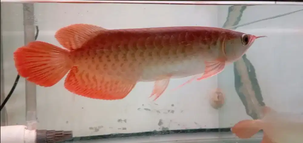 Arwana super red ITL 29cm