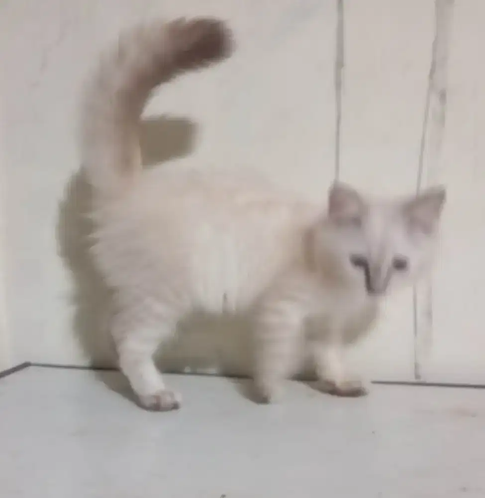 Himalayan mix ragdol jantan 3 bulan