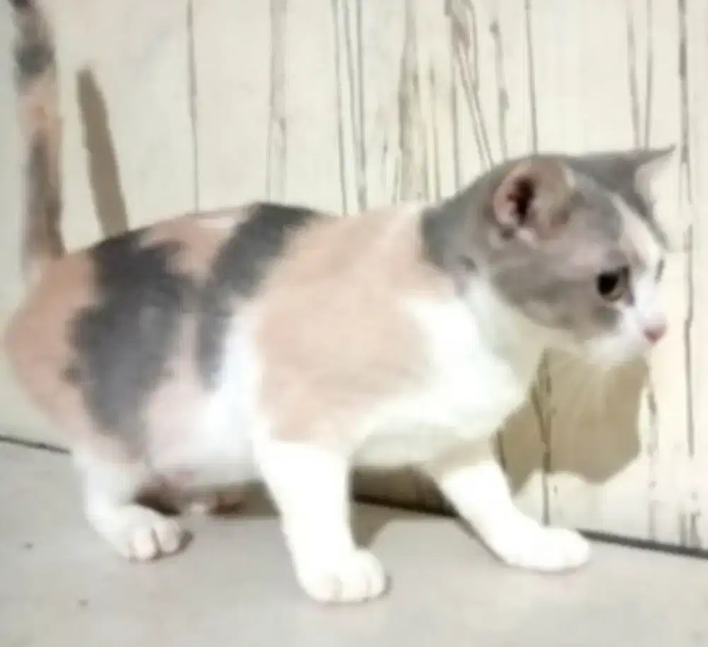 Scottish stright (ss) betina hamil besar