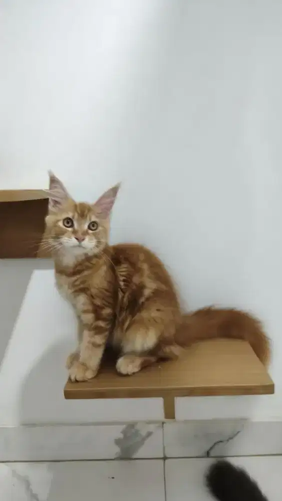 MAINECOON PURE  ped / non ped