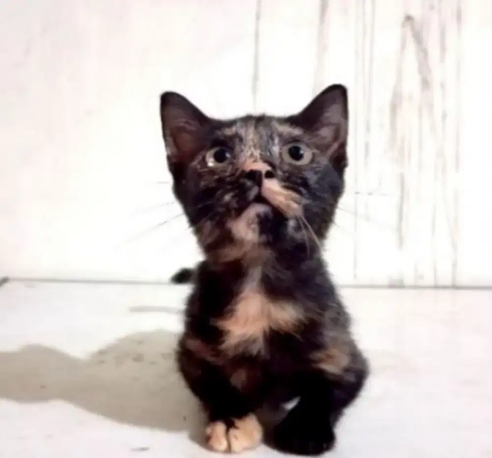 Kucing Munchkin betina 3 bulanan