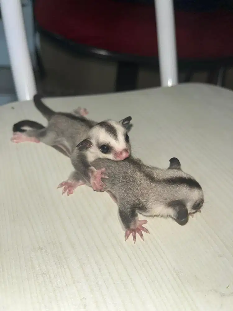 Sugar Glider joey white face